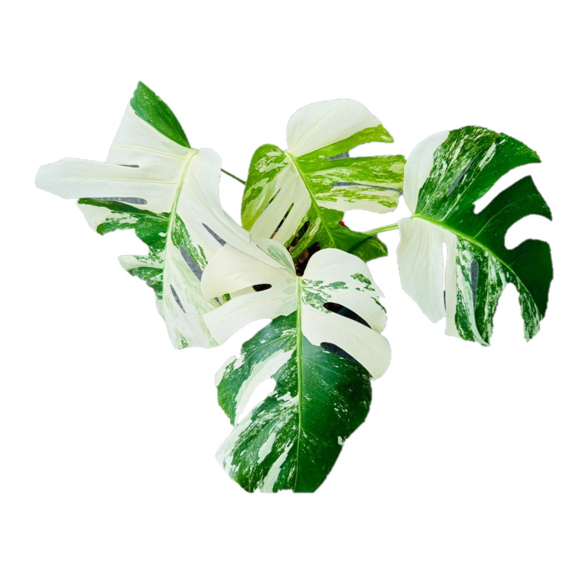 Monstera White Albo / Heavy Variegated / Swiss Cheese Plant