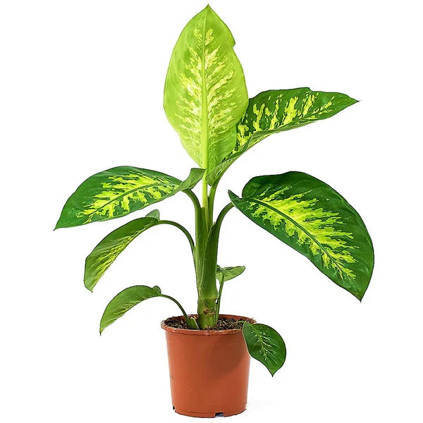 Dieffenbachia Seguine / Maroba / Dumb Cane