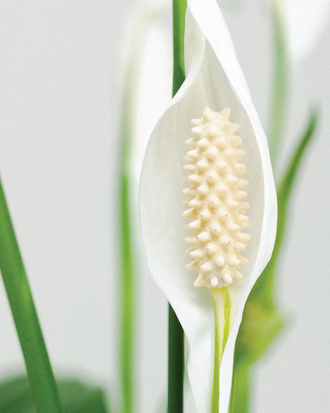 Peace Lily / Spathiphyllum