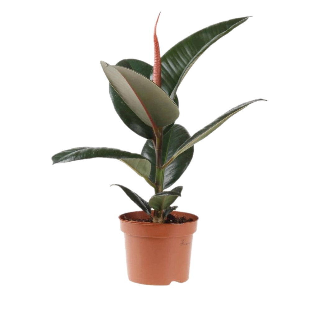 Rubber Plant / Ficus Elastic / Robusta