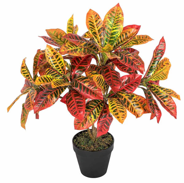 Croton Petra / Croton Plant / Codiaeum Variegatum &