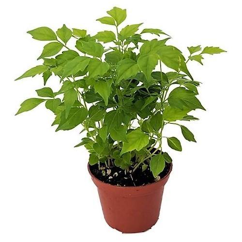 China Doll Plant / Radermachera Sinica