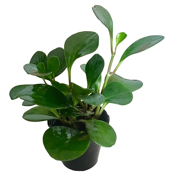Peperomia Obtusifolia / Green Gold