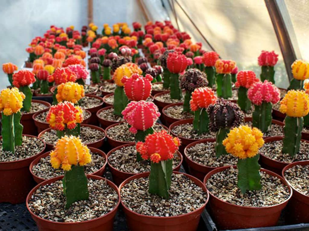 Ruby Ball Cactus/Moon cacti/ Red Cap/ Red Hibotan/Hibotan cacti
