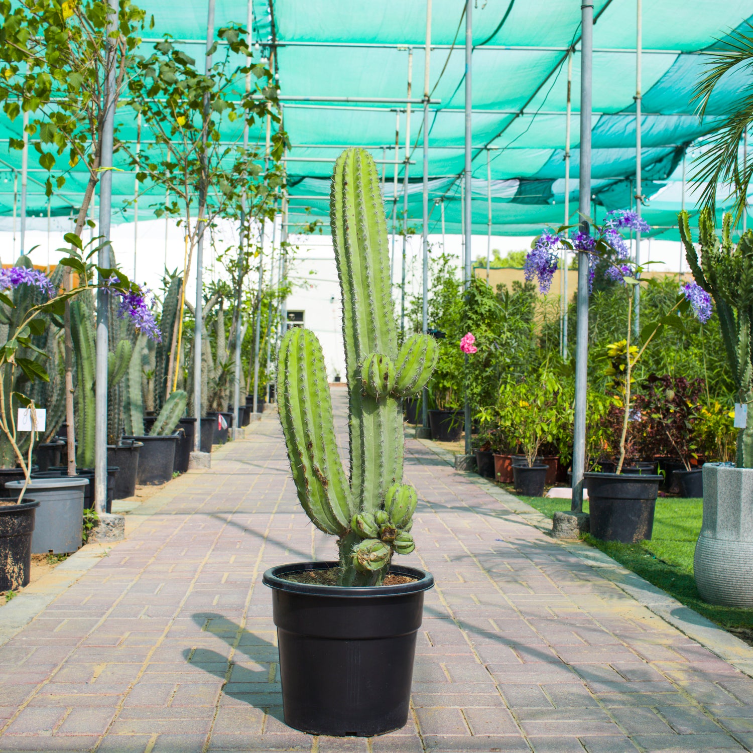 Pilosocereus Tillianus / Cactus