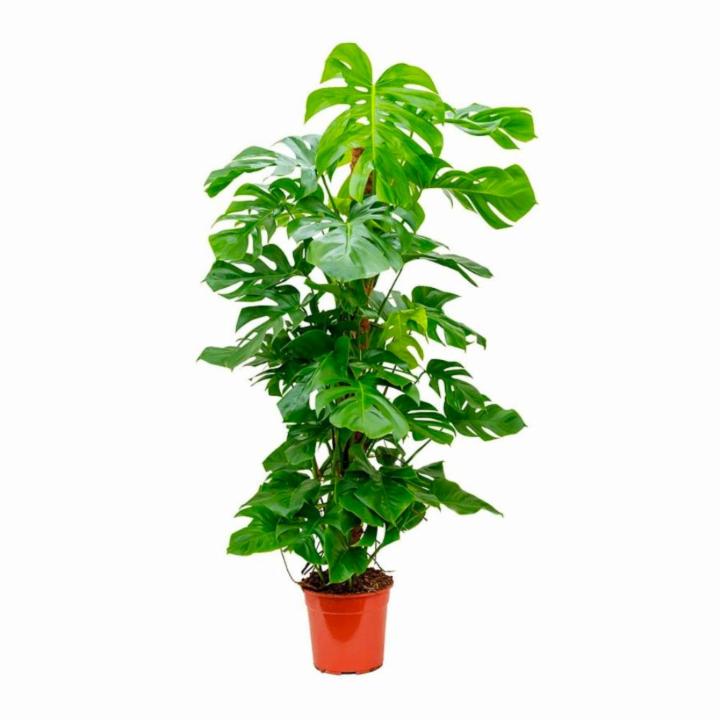 Monstera / Monstera Deliciosa / The Hurricane / Swiss Cheese Plant