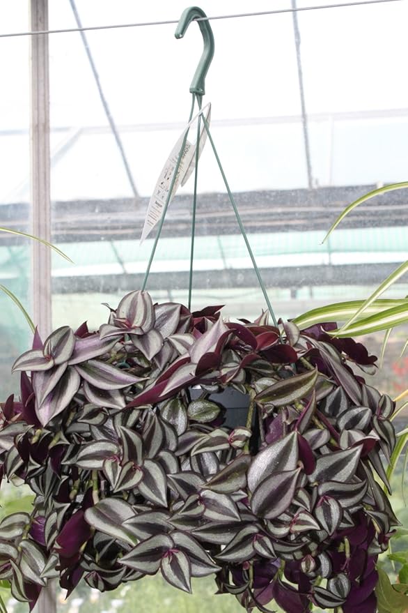 Zebrina Hanging/ Tradescantia zebrina/ Wandering Jew