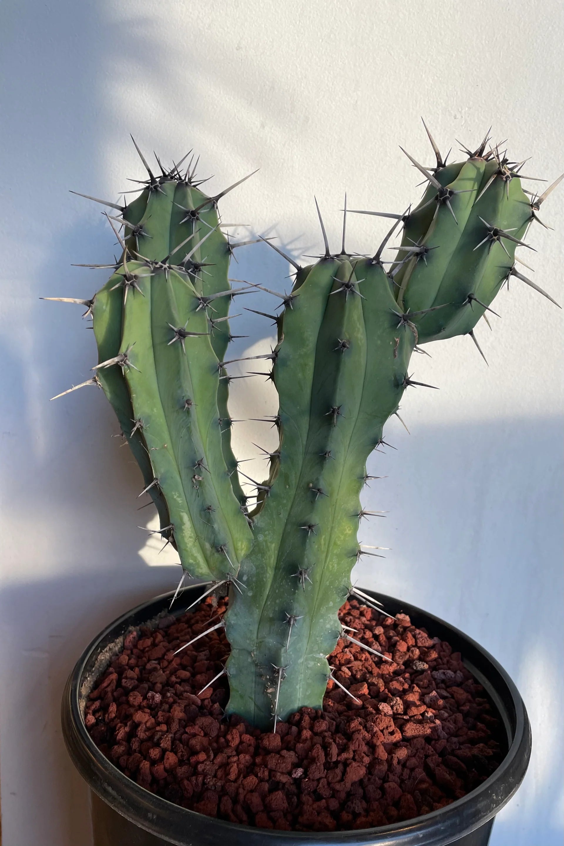Myrtillocactus Geometrizans / Cactus