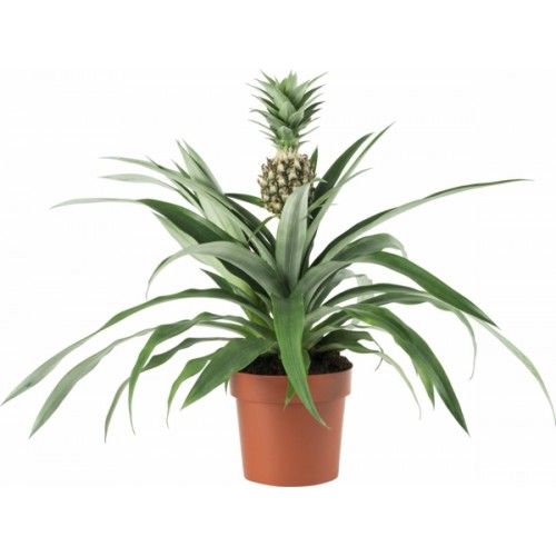 Pineapple / Ananas comosus