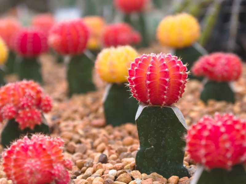 Ruby Ball Cactus/Moon cacti/ Red Cap/ Red Hibotan/Hibotan cacti