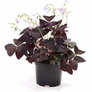 Purple Sharmrock / Oxalis Triangularis