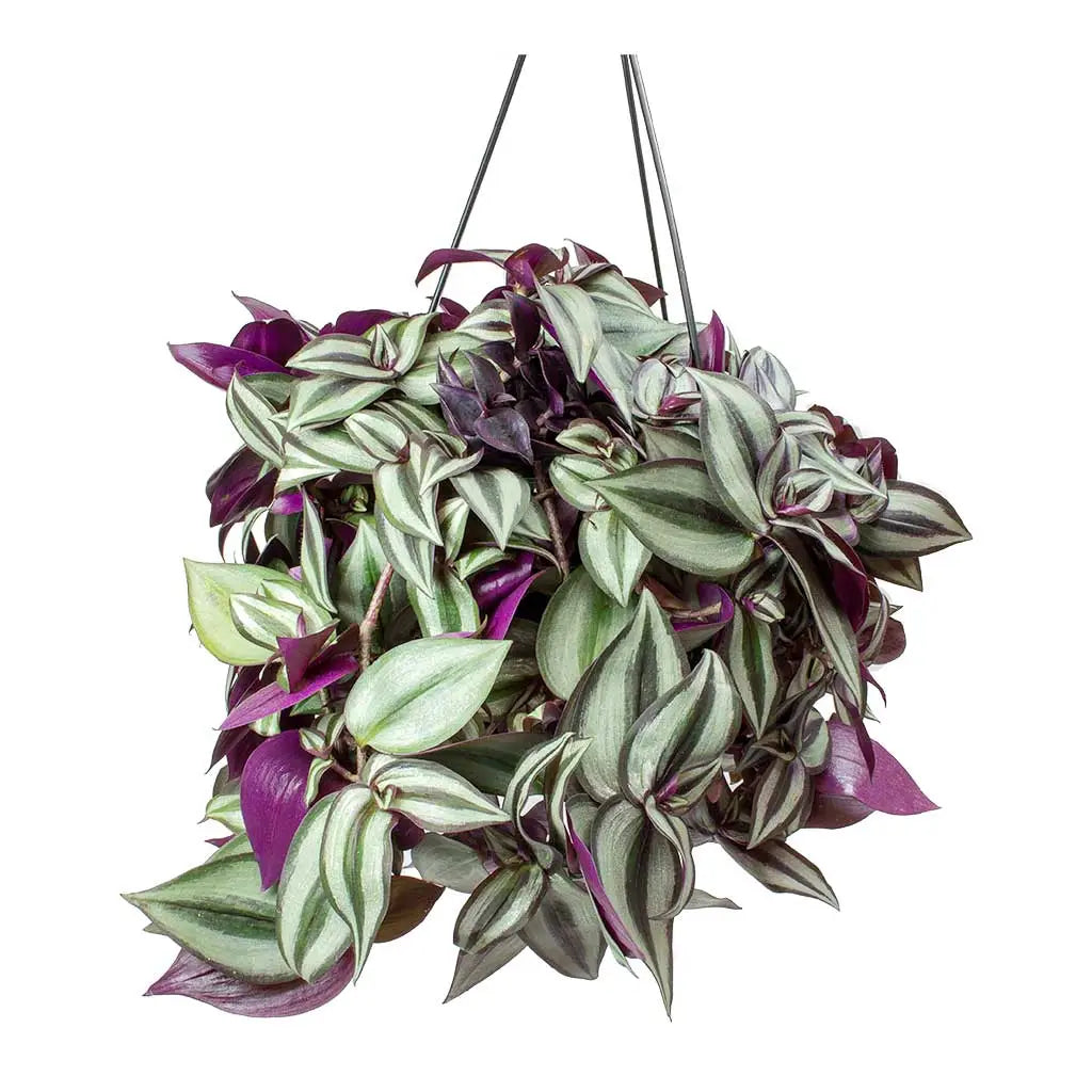 Zebrina Hanging/ Tradescantia zebrina/ Wandering Jew