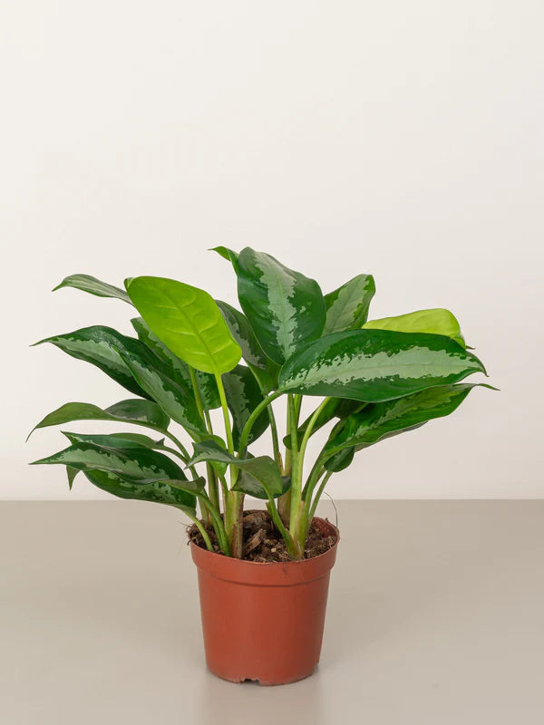 Aglaonema Pattaya Beauty