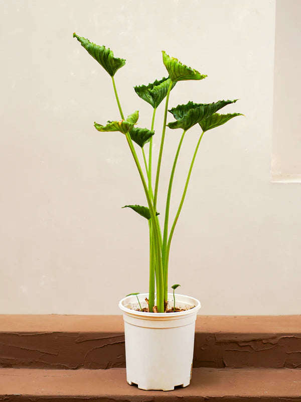 Alocasia Crinkles (Alocasia Cucullata)