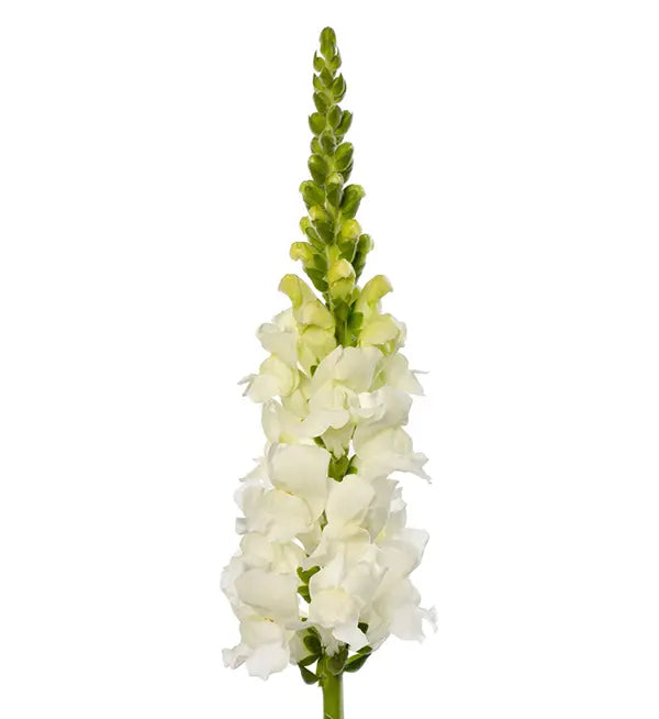 Antirrhinum