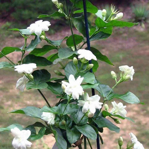 Jasminum Sambac (Arabian Jasmine)