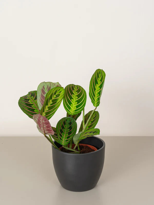 Prayer plant/Calathea Maranta / /Maranta leuconeura