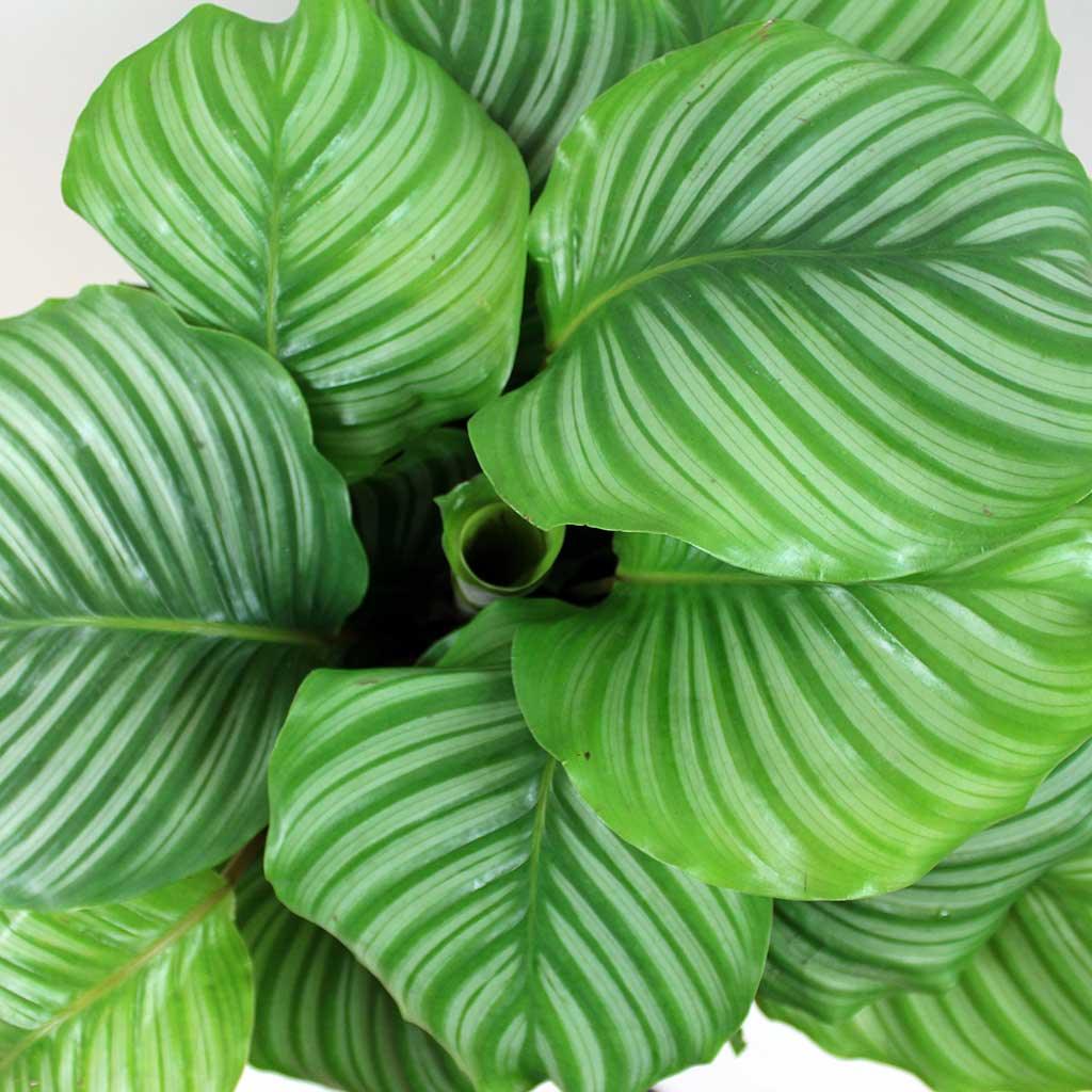 Calathea &