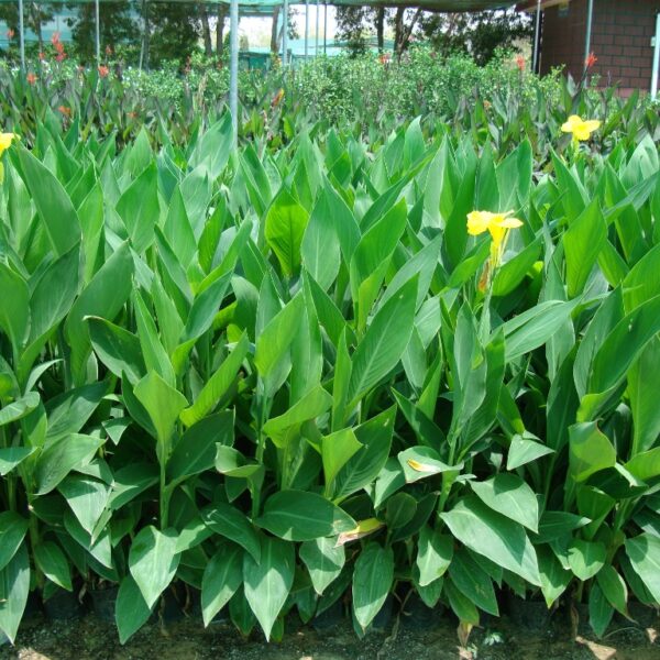 Canna Lily Green and Red / Canna spp.