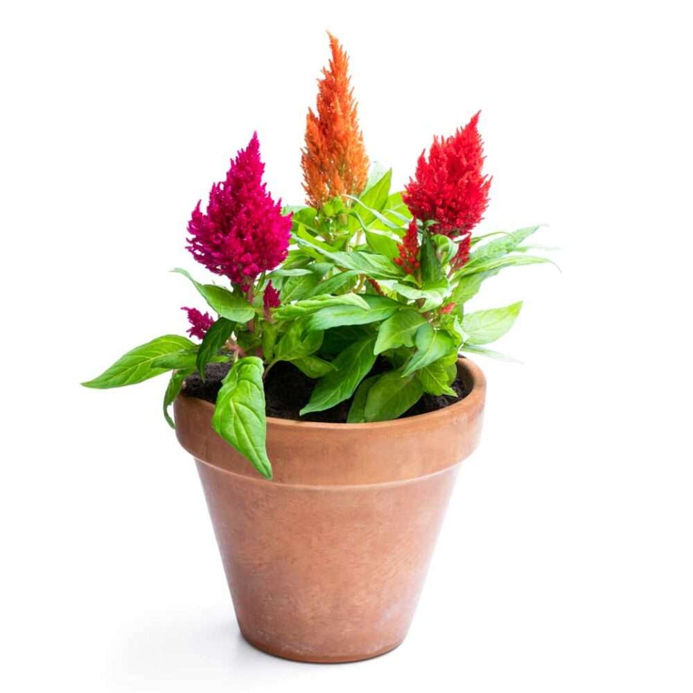 Celosia