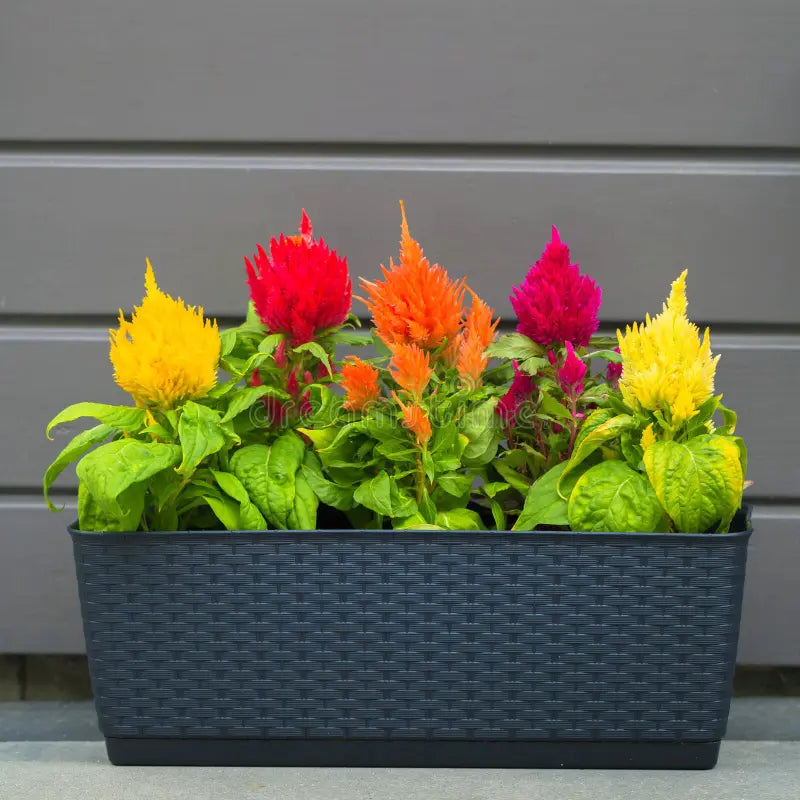 Celosia