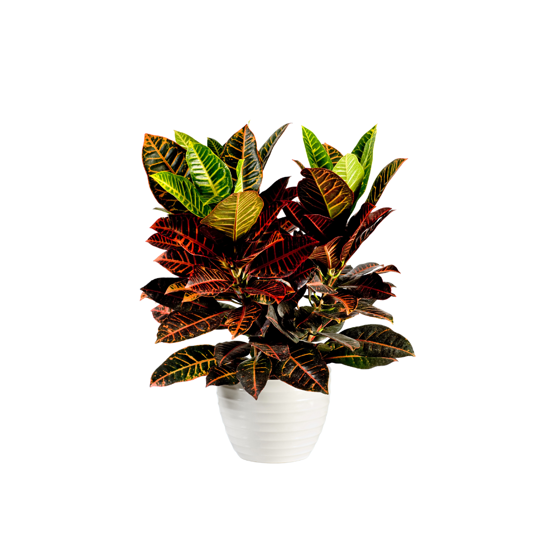 Croton Petra