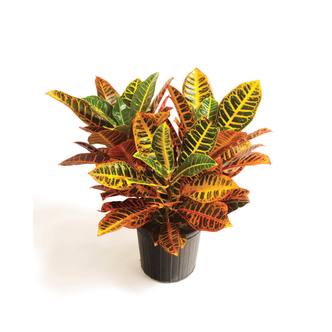 Croton Petra
