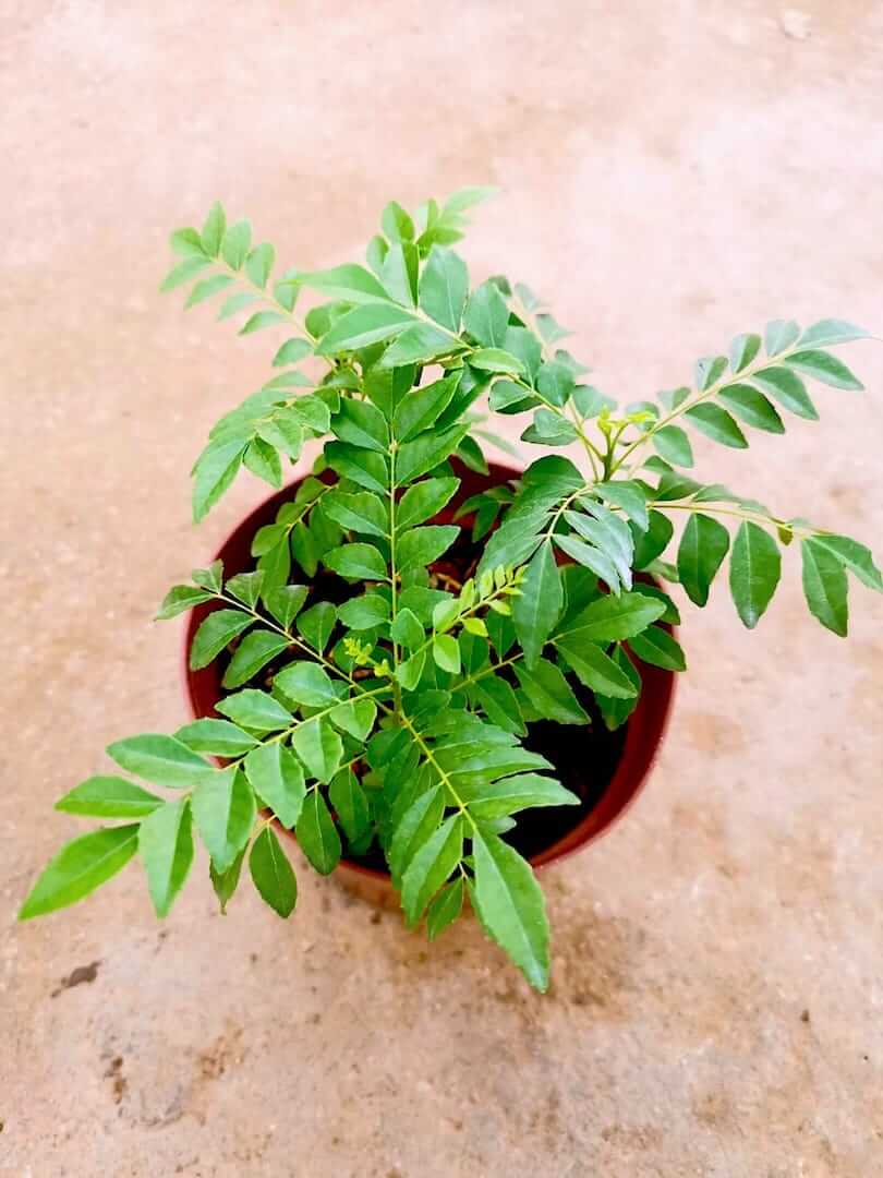 Curry Leaves