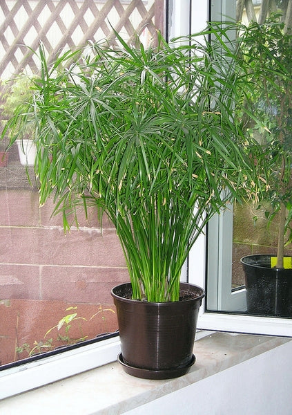 Cyperus Plant