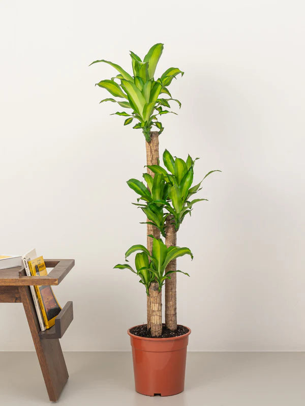 Dracaena Massangeana / Corn Plant