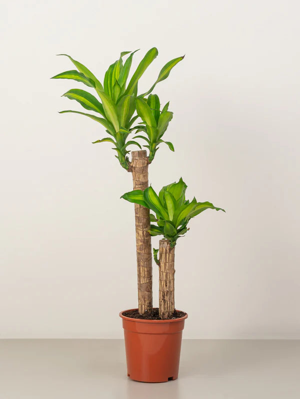 Dracaena Massangeana / Corn Plant