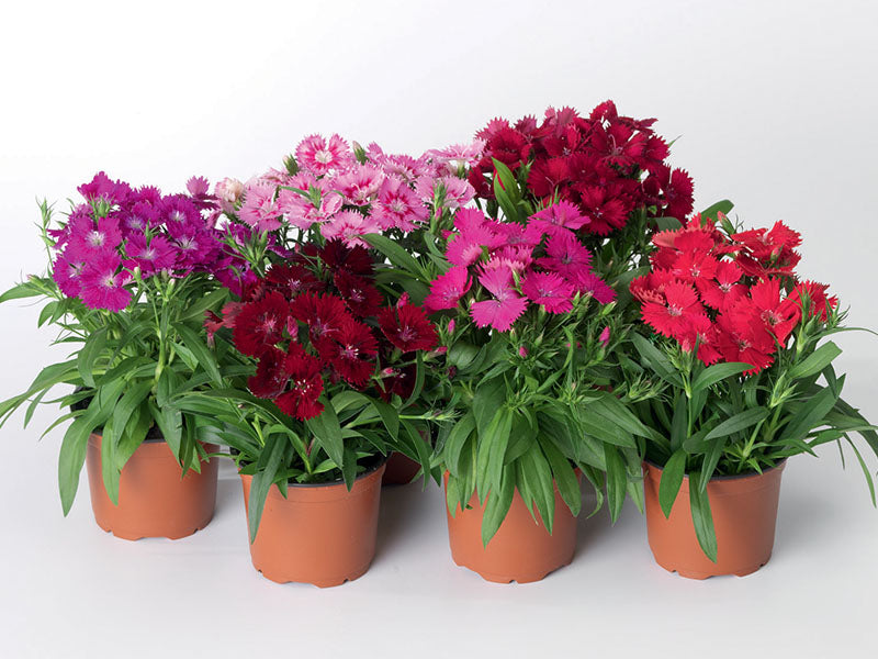 Dianthus