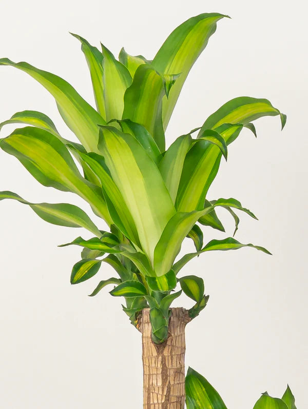 Dracaena Massangeana / Corn Plant