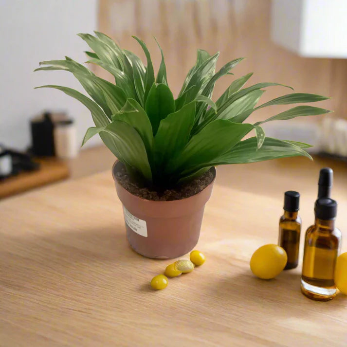 Dracaena Compacta Small