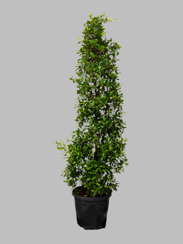 Ficus Nitida Cone (Ficus Nitida)