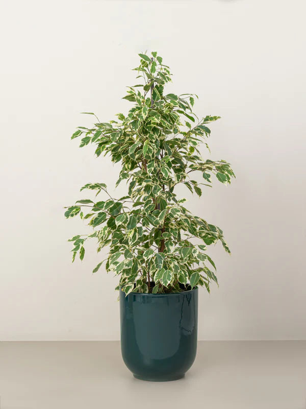 Ficus Benjamina Star light (Ficus Benjamina Variegated)