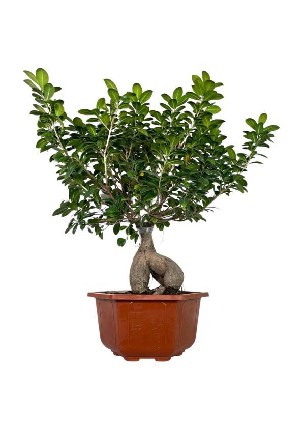 Ficus Ginseng Bonsai(Fig tree)
