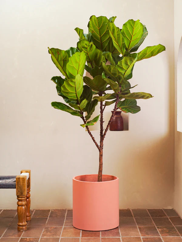 Fiddle Leaf Fig / Ficus Lyrata