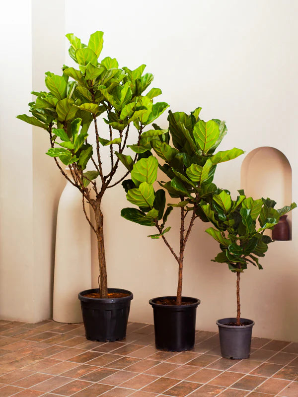 Fiddle Leaf Fig / Ficus Lyrata