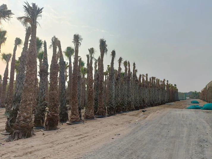 Washingtonia Robusta( Mexican Fan Palm) Tree