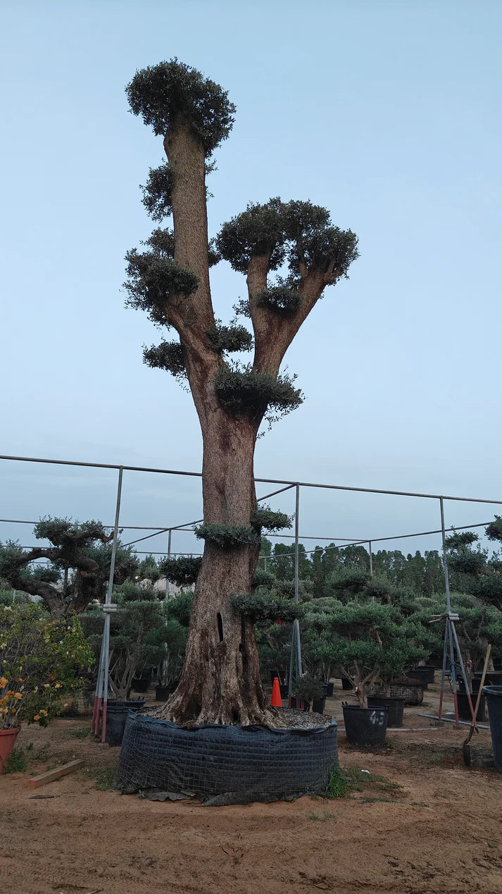Olive Tree (Olea europaea)