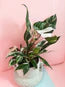 Philodendron White Princess
