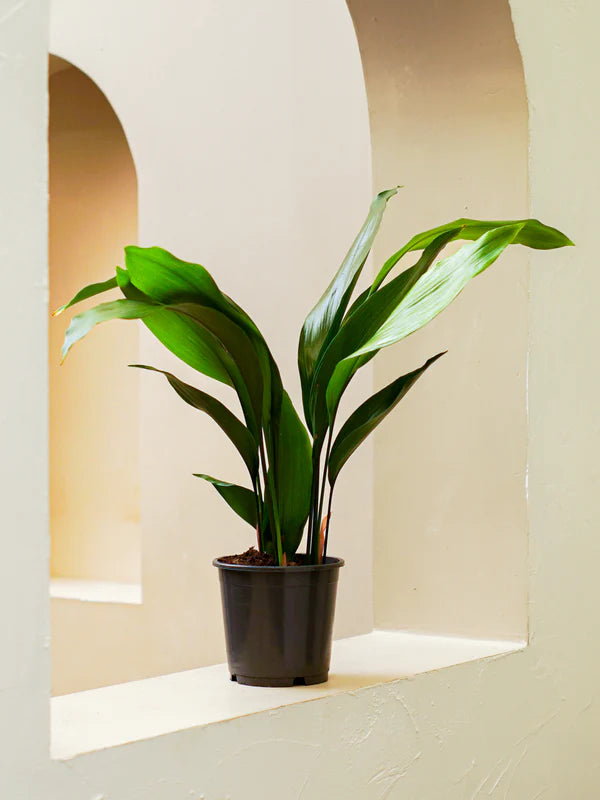 Cast Iron Plant (Aspidistra elatior)