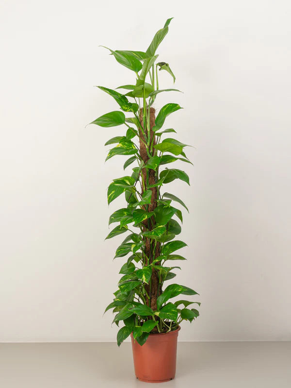 Money Plant / Epipremnum Pinnatum / Moss Stick /