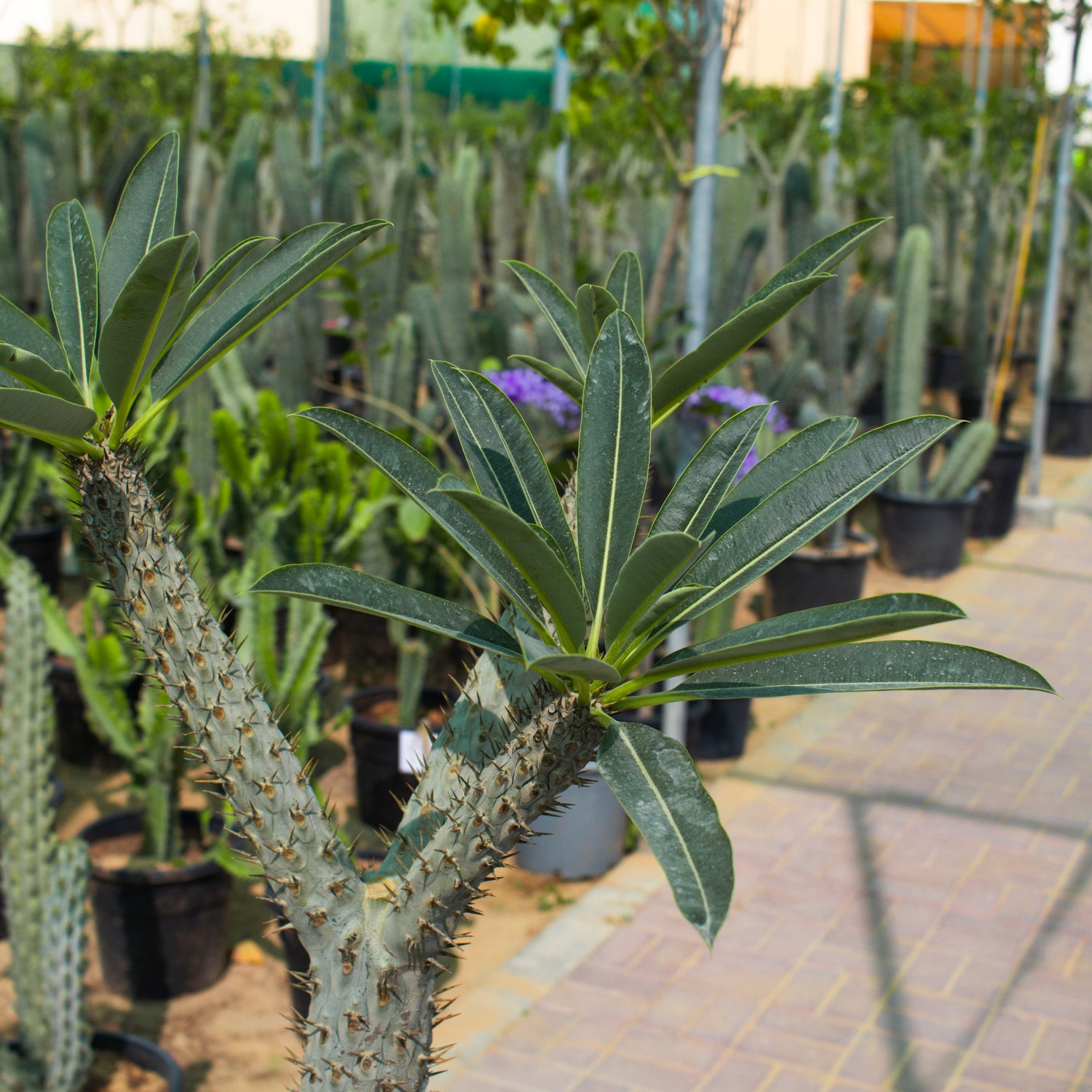 Pachypodium Lamerei