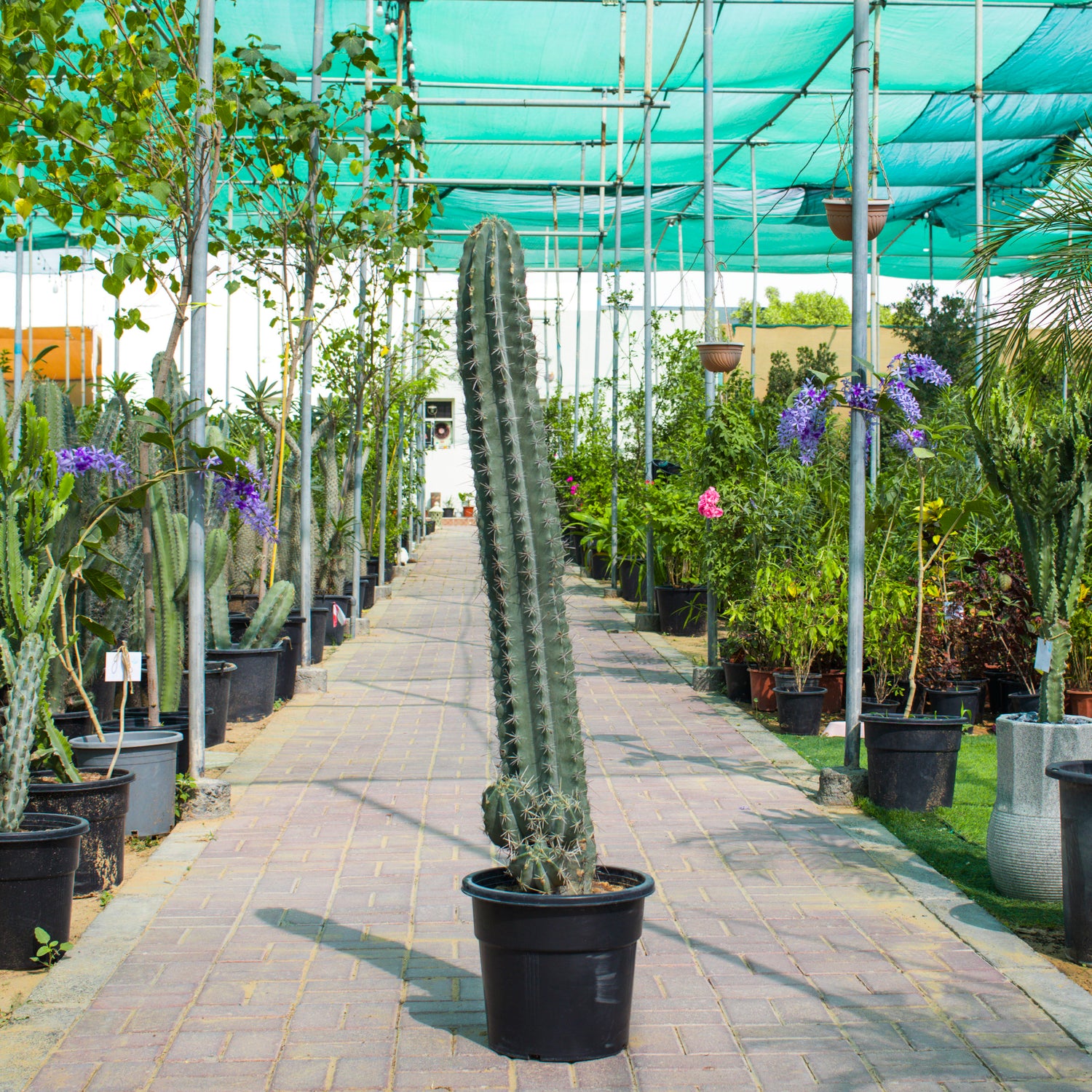 Stenocereus Griseus / Cactus