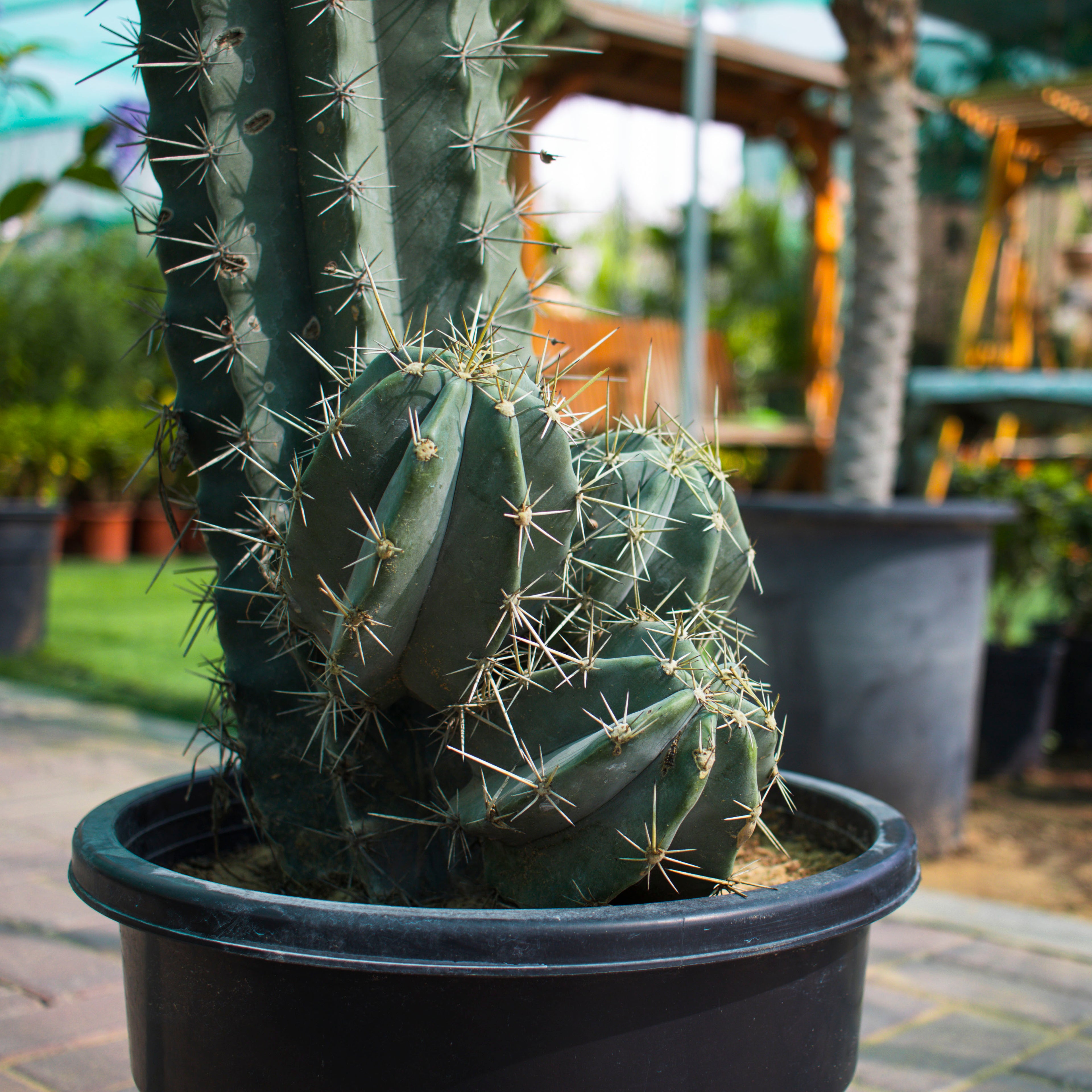 Stenocereus Griseus / Cactus