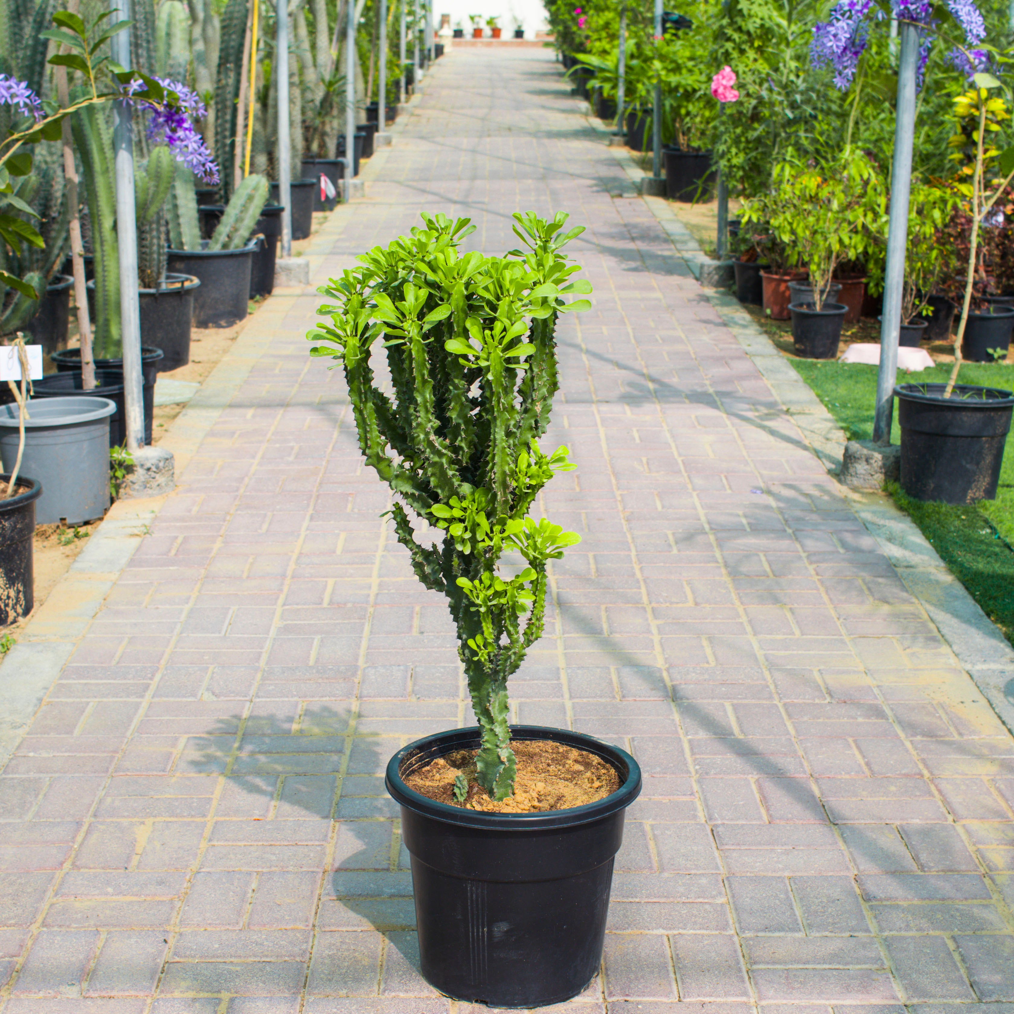 Euphorbia Ingens / Cactus