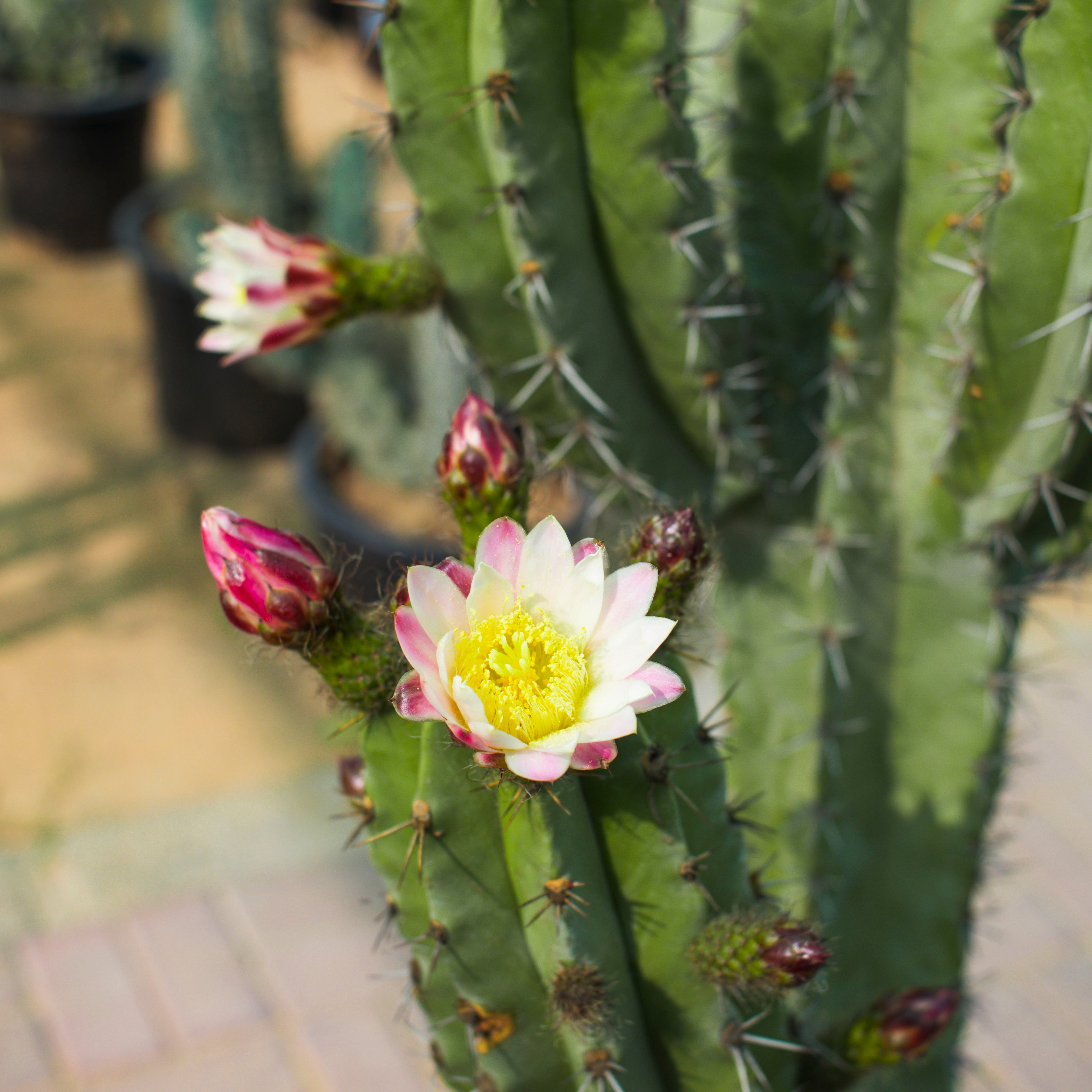 Cactus / Pilosocereus Tillianus with Pot