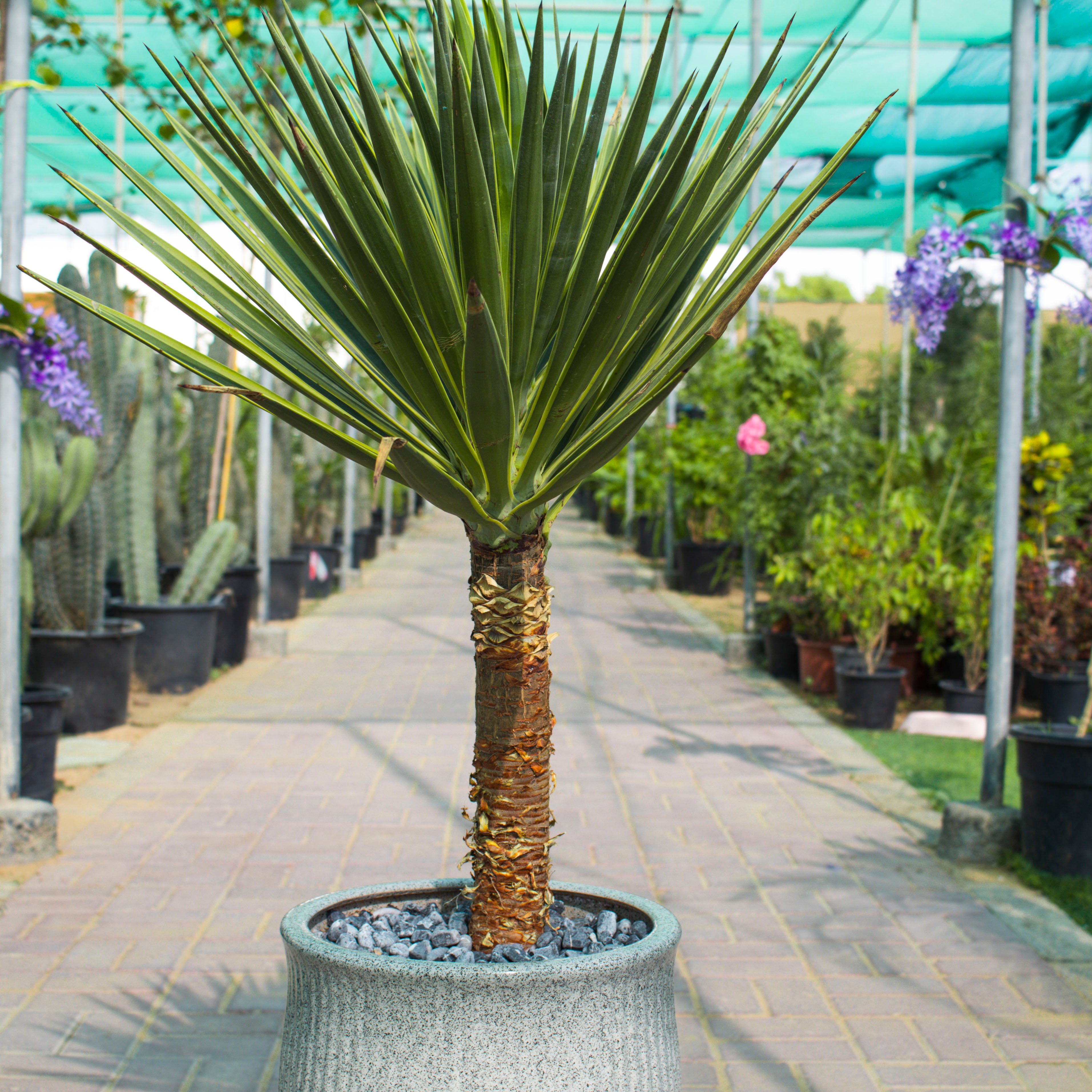 Yucca Aloifolia Variegata